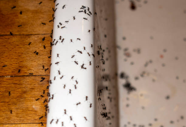 Best Wildlife Control Services  in Moriches, NY